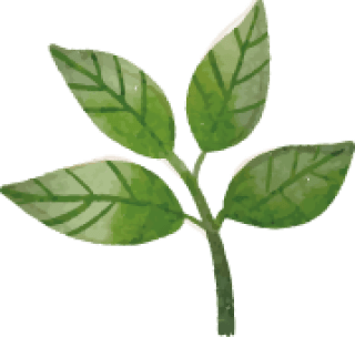 sprout